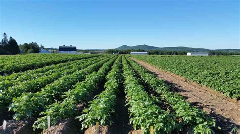 Top 20 Steps to Boost Potato Yield: How to Increase Production, Size, and Quality