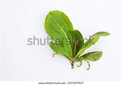 Ketapang Leaf Terminalia Catappa Ketapang Large Stock Photo 1191347437 ...