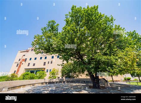 The Survivor Tree in the Oklahoma City National Memorial and Museum at ...