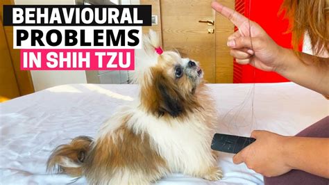 7 Common Behavioral Problems in Shih Tzu and How to Solve Them - YouTube