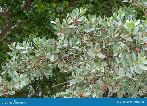 Silver Buttonwood Tree Conocarpus Erectus Var. Sericeus - Hollywood, Florida, USA Stock Photo ...