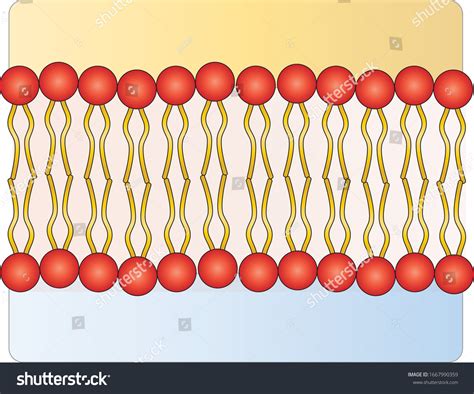 Phospholipid Bilayer