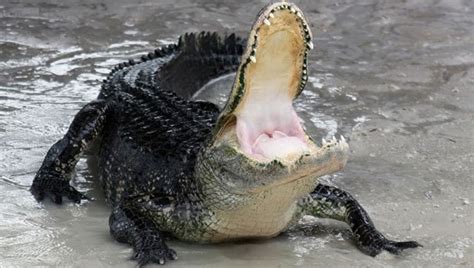 Alligator spotted with dead body in its mouth | FOX 7 Austin