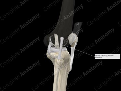 Fibular Collateral Ligament | Complete Anatomy