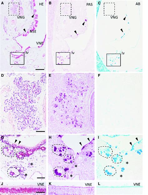 Histological and histochemical features of three types of secretory... | Download Scientific Diagram