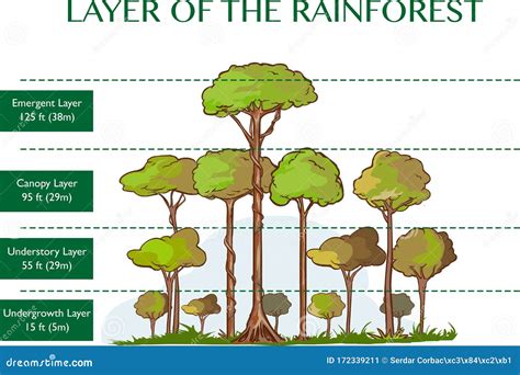 Vector Illustration of the Rainforest Layers Stock Vector - Illustration of layers, ecology ...