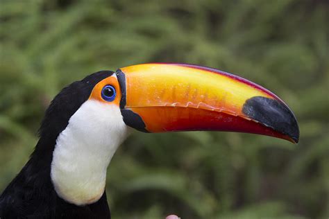 Toco Toucan Ramphastos Toco, Native Photograph by Zssd