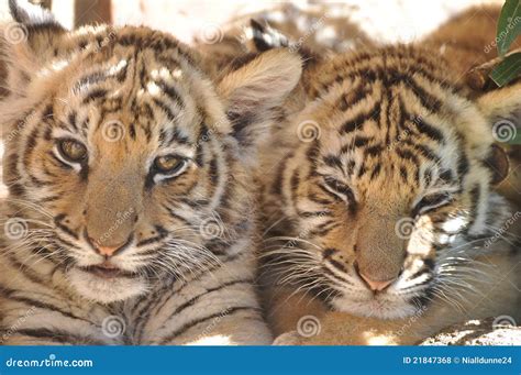 Tiger cubs stock photo. Image of safari, predator, juvenile - 21847368