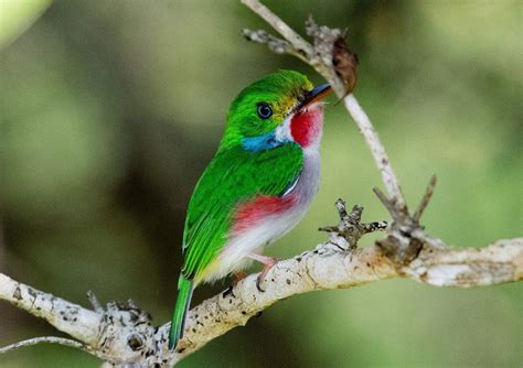 Cuban Tody | Focusing on Wildlife