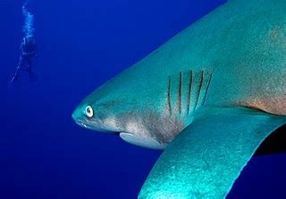 Bigeye Thresher Shark | The Life of Animals