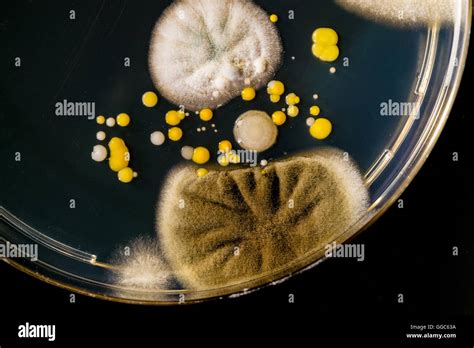 Penicillin petri dish hi-res stock photography and images - Alamy