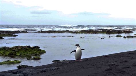 Tristan da Cunha Wildlife and Conservation News: Rockhopper Watch