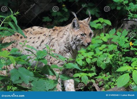 Eurasian lynx stock photo. Image of eurasian, wildlife - 31490548