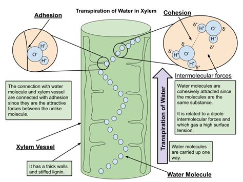 Properties of Water: AP® Biology Crash Course Review | Albert.io