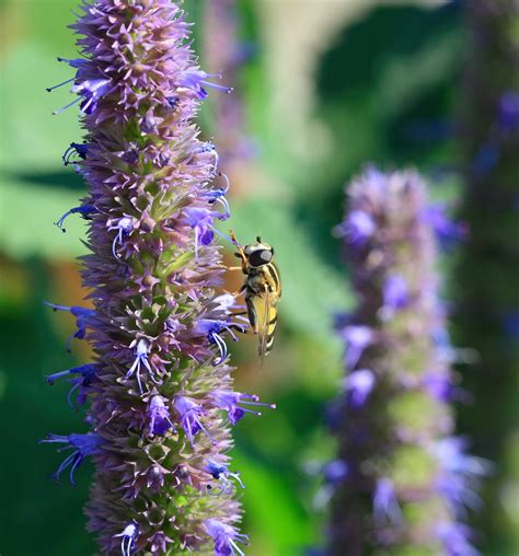 Help the Bees (and Treat Your Cough and Congestion) With This Native American Remedy (Hyssop ...