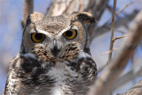 Great Horned Owl - Bubo virginianus | Wildlife Journal Junior