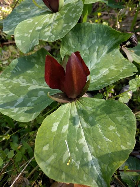 Trillium: This Woodland Native Signals Spring | Institute News