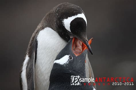 Gentoo Penguin feeding its chick krill | A Gentoo Penguin pa… | Flickr