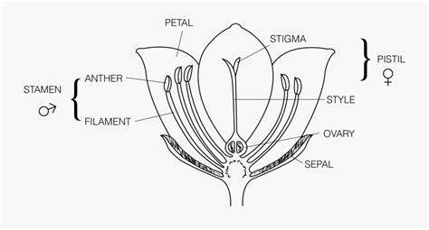 Pollination Clipart Diagram - Parts Of A Flower To Label , Free ...