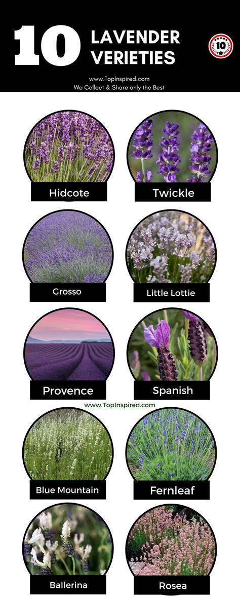 Top 10 Lavender Varieties To Grow in your Garden | Lavender varieties ...