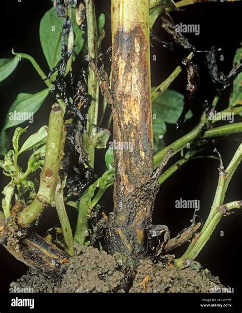 Symptoms of foot rot (Fusarium solani f.sp. viciae) on field bean stem bases Stock Photo - Alamy