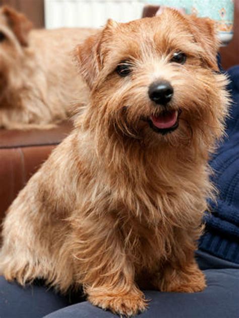 Norfolk Terrier Terrier Dog Breeds, Pitbull Terrier, Cairn Terriers ...