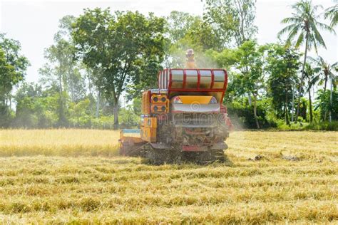 Combine Harvester Working on Rice Field. Harvesting is the Process of Gathering a Ripe Crop ...