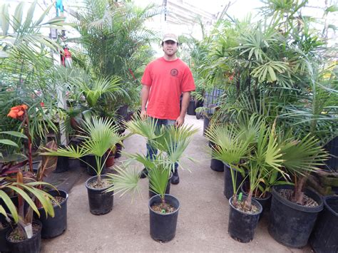 Plant Nursery Near Me Palm Trees - G4rden Plant