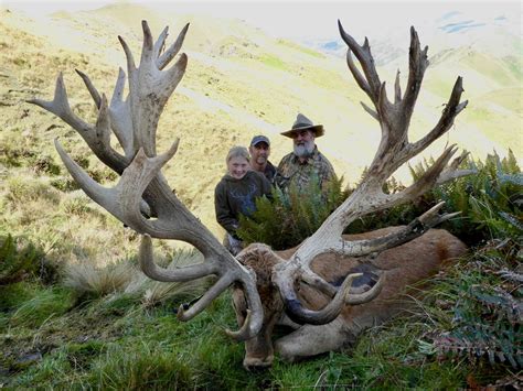 Red Stag · New Zealand Safaris