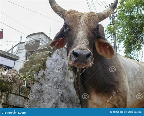 Cow from India, a Zebu, with Hanging Ears and Large Horns, in the Middle of a City Stock Photo ...