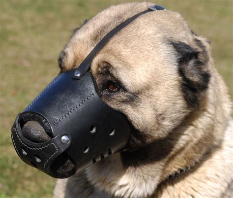 Caucasian Shepherd Training and Walking Leather Muzzle