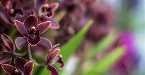 Black Orchids Flower Guide: How To Grow And Care For Optimum Beauty ...