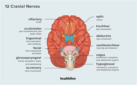 Trigeminal Nerve: Function, Anatomy, and Diagram