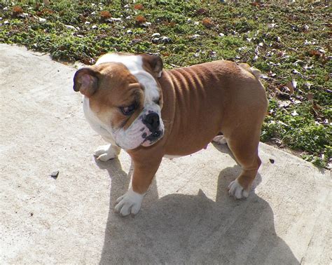 Miniature English Bulldog Info, Temperament, Puppies, Pictures