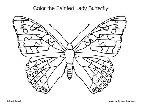 Butterfly (Painted Lady) Coloring