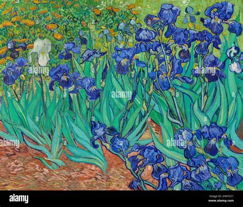 Irises (1889) by Vincent Van Gogh Stock Photo - Alamy