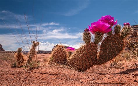 Naturaleza Cactus HD Fondo De Pantalla