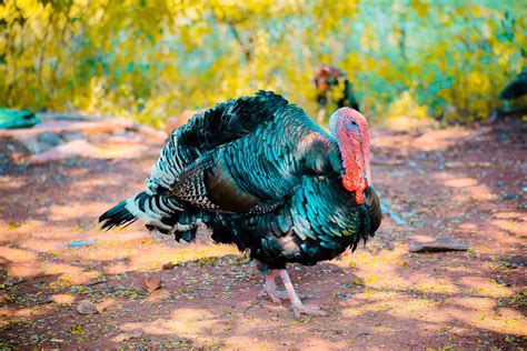 Free Images : wild turkey, domesticated turkey, bird, galliformes ...