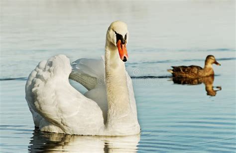 Swan and duck. stock image. Image of plumage, ripple - 22509709