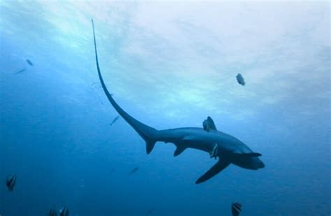 Thresher Shark Jumping Out Water