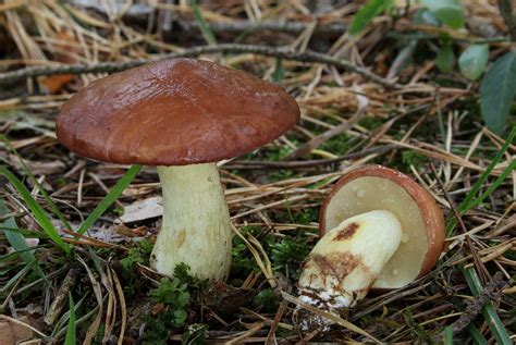 Suillus granulatus | Natural Atlas