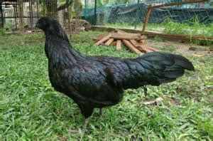 Sumatra Chicken: Eggs, Height, Size and Raising Tips