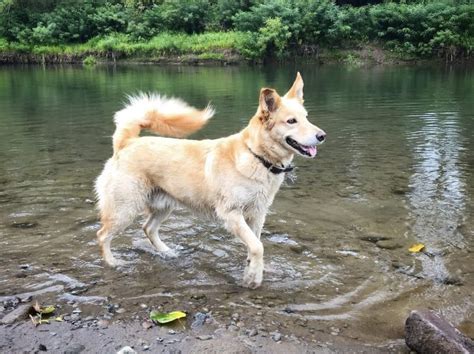 30 Handsome Husky Mixes - The Siberian Husky Mix Guide