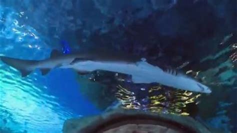 Baby Shark makes a splash at Newport Aquarium | whas11.com