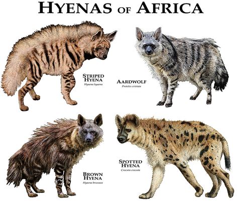 Hyenas Of Africa Photograph by Roger Hall - Pixels