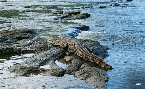 After Attack At National Park, Australian Crocodiles Face Cull Threat