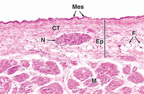 The Circulatory System | Basicmedical Key