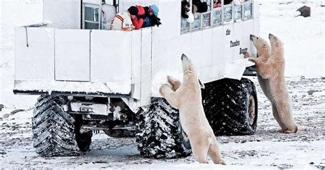 Polar Bear Viewing From Churchill Manitoba | Adventures.com