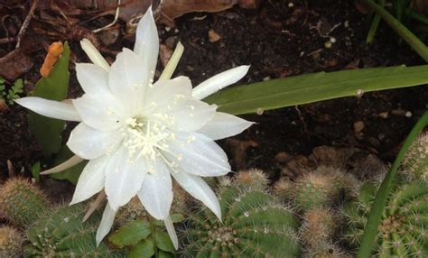 From my garden; "Dama de noche" :" lady of the night". The flower of this plant is unusual ...