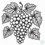 30 Grapes Coloring Pages  Have Fun Fruits sketch template